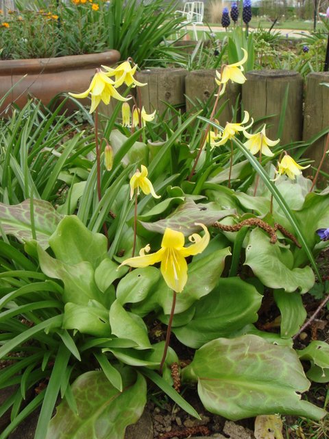 Erythronium 'Pagoda'